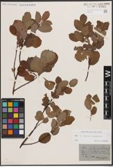 Foto von Salix caprea L. x Salix starkeana Willd.